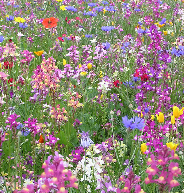 Pictorial Meadows Candy Mix