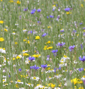 Cornfield Mix 5