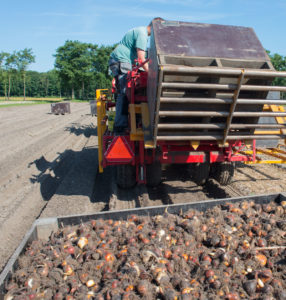 Hoest tulipaner Juni 4