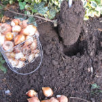 Anvendelse af plantebor