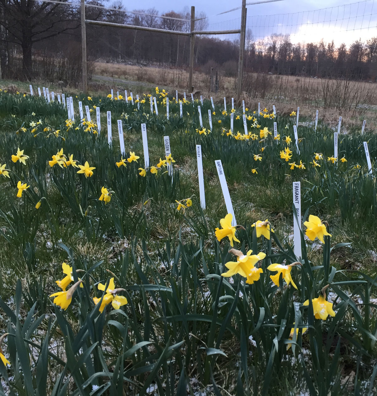 Narcis-forsøg i prøvemarken i april