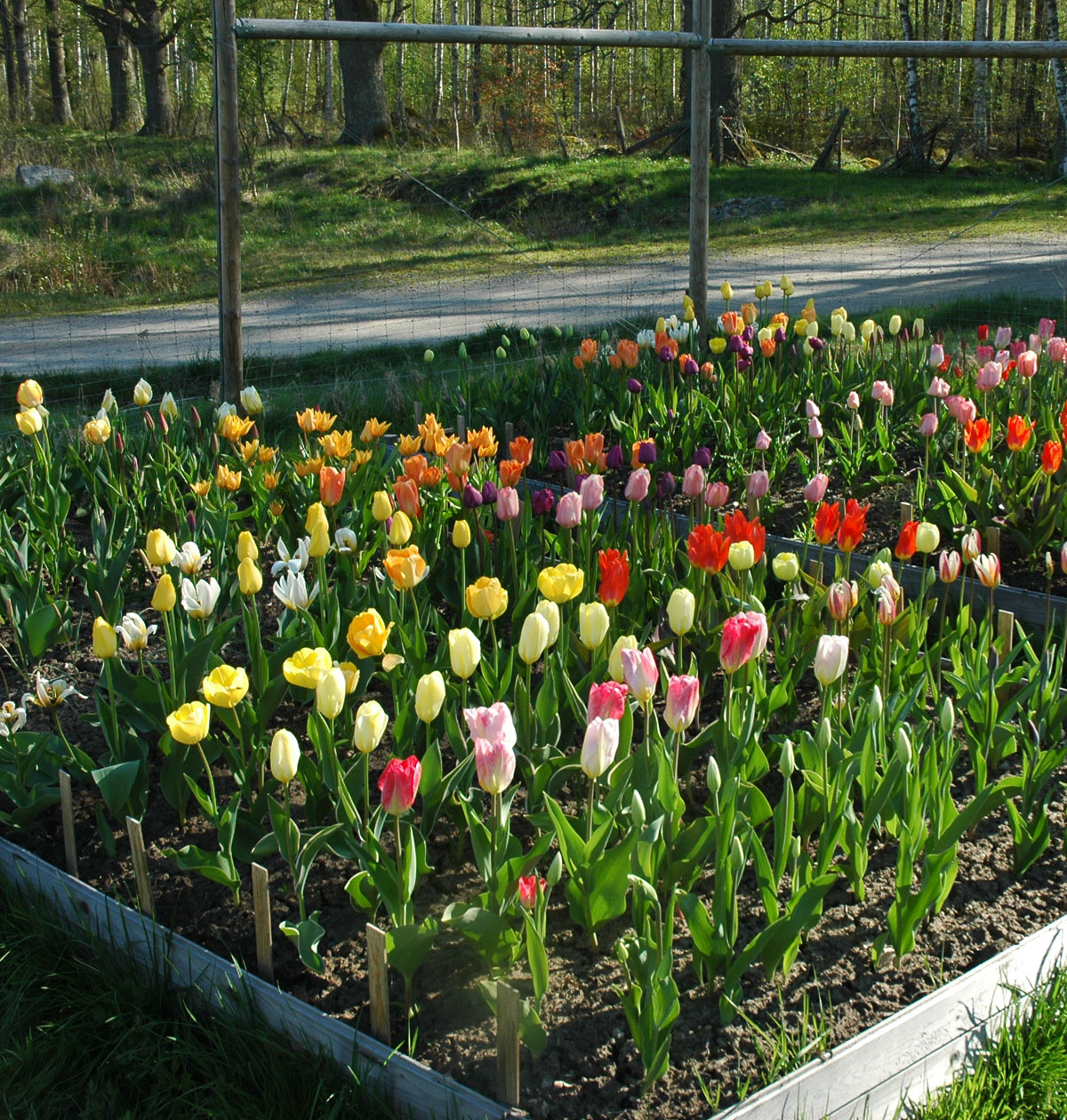 Tulipaner i blomst i prøvemarken 2