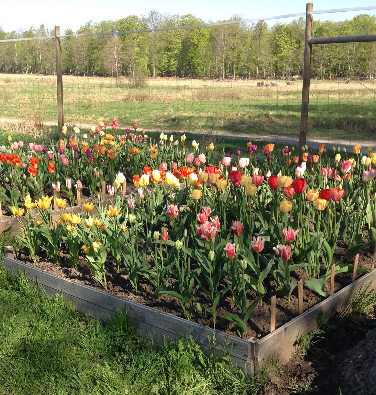Tulipaner i blomst i prøvemarken