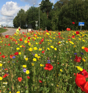 Cornfield Mix - Ljungby kommun