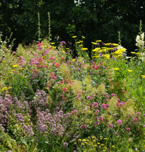 Cottage-garden-mix