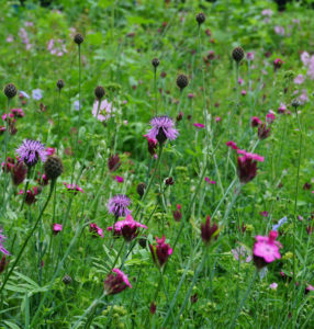 cottage-garden-mix