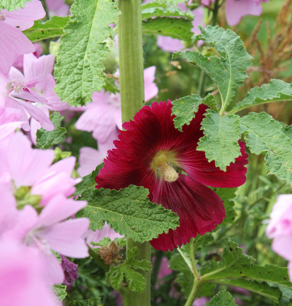 cottage-garden-mix