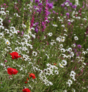 native-meadow-pictorial meadows