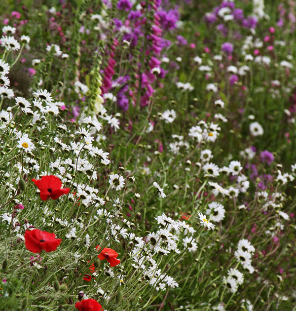 native-meadow-pictorial meadows