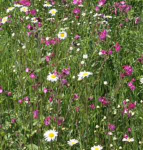 native-meadow-2-with-silene