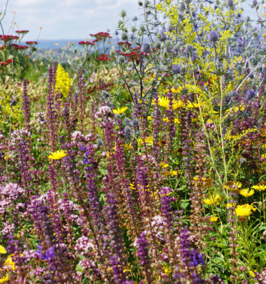 super-pollinator