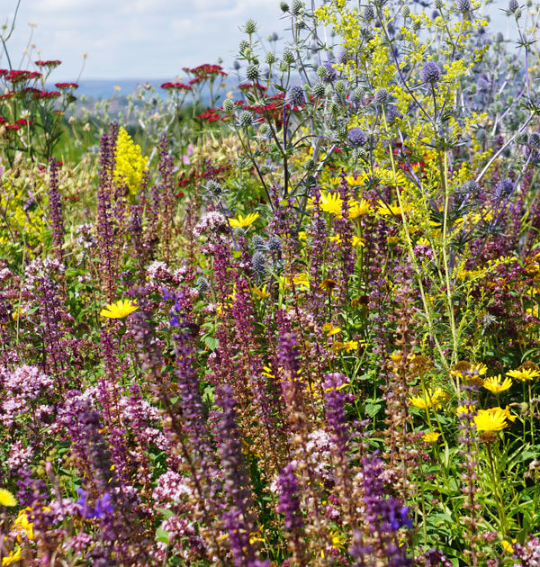 super-pollinator