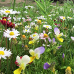pollinator-lawn