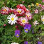 pollinator-lawn-close-up