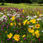 pictorial-prairie