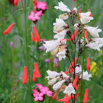 pictorial-prairie