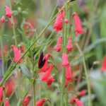 pictorial-prairie