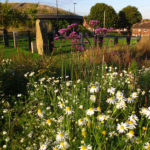 waters-edge-meadow