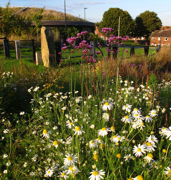 waters-edge-meadow