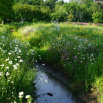 waters-edge-meadow