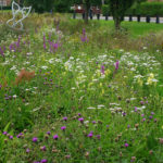 waters-edge-meadow