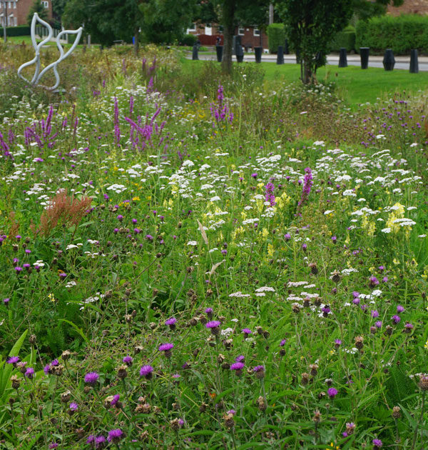 waters-edge-meadow