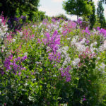woodland-edge