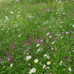 woodland-edge
