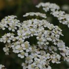 Achillea millefolium