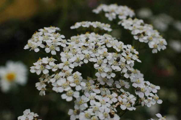 Achillea millefolium