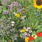 edible flowers - colour your food mix