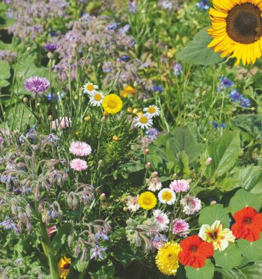 edible flowers - colour your food mix