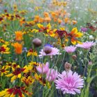 Pictorial Meadows Dragonfly Mix - Image 3