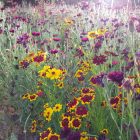 Pictorial Meadows Dragonfly Mix - Image 2